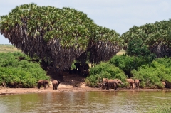 Safari v Keni