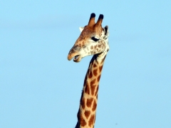 Detail žirafy