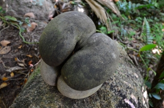 Symbol Seychell, endemický druh kokosového orechu